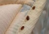K.U Students Devise Tricks To Evade Bedbugs Giving Them Sleepless Nights. | K.U-Comrades Forum
