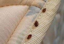 K.U Students Devise Tricks To Evade Bedbugs Giving Them Sleepless Nights. | K.U-Comrades Forum