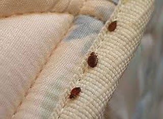 K.U Students Devise Tricks To Evade Bedbugs Giving Them Sleepless Nights. | K.U-Comrades Forum