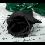 Black_rose