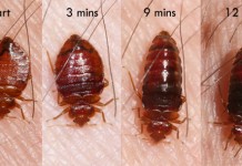 Tales From Kenyatta University: An Experience With Bed bags Tales From Ku An Experience With Bedbags