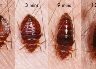 Tales From Kenyatta University: An Experience With Bed bags Tales From Ku An Experience With Bedbags