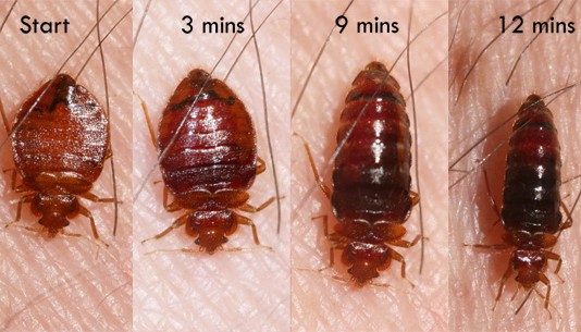 Tales From Kenyatta University: An Experience With Bed bags Tales From Ku An Experience With Bedbags