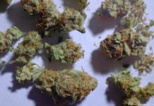 The Marijuana Control Bill 2016 Kenya Goes Viral! The Marijuana Control Bill 2016 Kenya Goes Viral