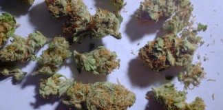 The Marijuana Control Bill 2016 Kenya Goes Viral! The Marijuana Control Bill 2016 Kenya Goes Viral