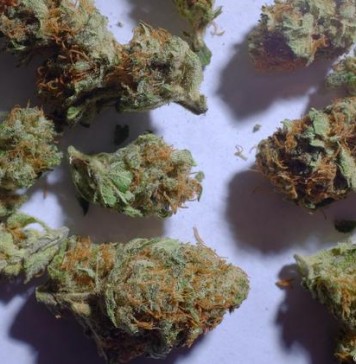 The Marijuana Control Bill 2016 Kenya Goes Viral! The Marijuana Control Bill 2016 Kenya Goes Viral