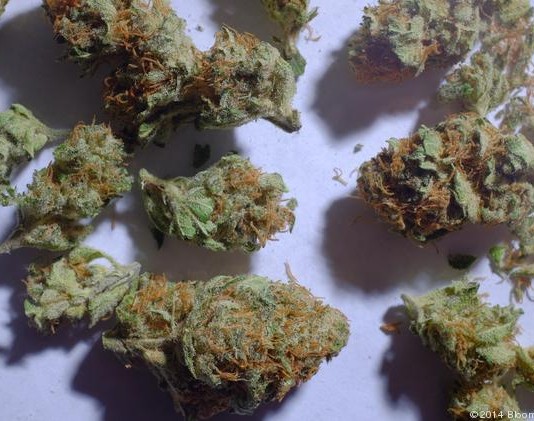 The Marijuana Control Bill 2016 Kenya Goes Viral! The Marijuana Control Bill 2016 Kenya Goes Viral