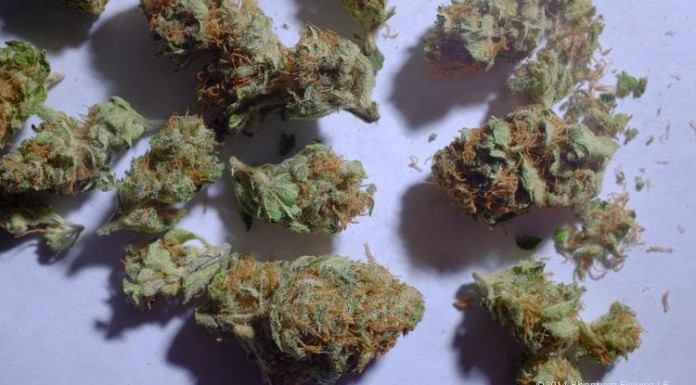 The Marijuana Control Bill 2016 Kenya Goes Viral! The Marijuana Control Bill 2016 Kenya Goes Viral