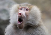 Gay Baboon Attacks South African Village, Rapes 5 Men Gay Baboon Attacks South African Village, Rapes 5 Men