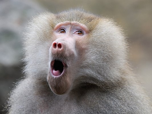 Gay Baboon Attacks South African Village, Rapes 5 Men Gay Baboon Attacks South African Village, Rapes 5 Men