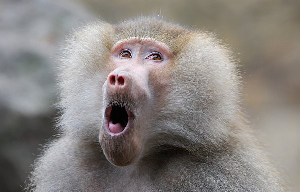 Gay Baboon Attacks South African Village, Rapes 5 Men Gay Baboon Attacks South African Village, Rapes 5 Men