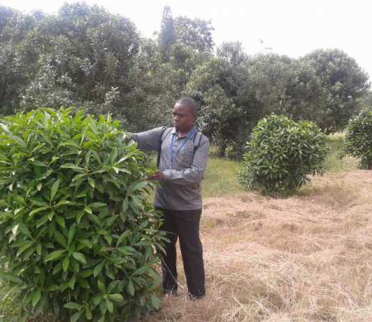 KU’s Dr. Meshack Onyambu’s Paper on Herbal Products on KEBS Agenda KU's Dr. Meshack Onyambu's Paper on Herbal Products on KEBS Agenda