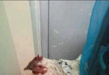 Drama as Strange Chicken is Found at Kenyatta University Hostel, Students Probe to Find The Owner!