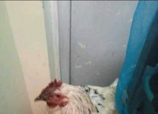 Drama as Strange Chicken is Found at Kenyatta University Hostel, Students Probe to Find The Owner!