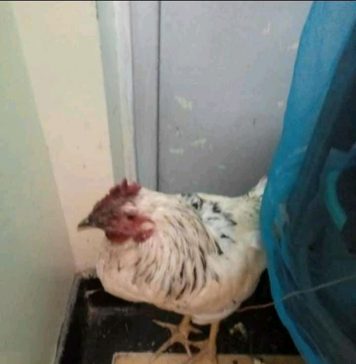 Drama as Strange Chicken is Found at Kenyatta University Hostel, Students Probe to Find The Owner!