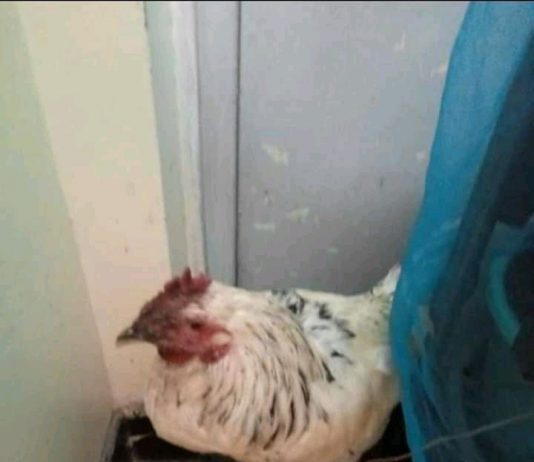 Drama as Strange Chicken is Found at Kenyatta University Hostel, Students Probe to Find The Owner!