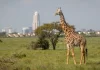 Best Places to Visit in Nairobi as A Tourist Best Places to Visit in Nairobi as A Tourist