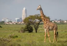 Best Places to Visit in Nairobi as A Tourist Best Places to Visit in Nairobi as A Tourist