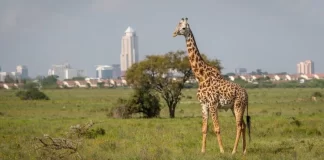 Best Places to Visit in Nairobi as A Tourist Best Places to Visit in Nairobi as A Tourist