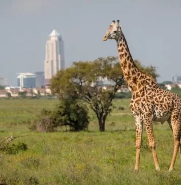 Best Places to Visit in Nairobi as A Tourist Best Places to Visit in Nairobi as A Tourist