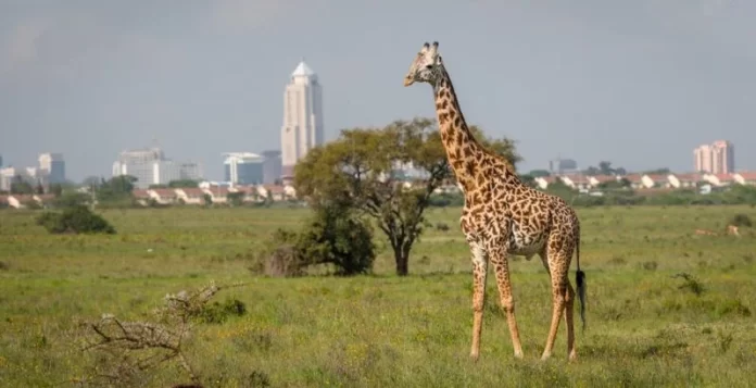 Best Places to Visit in Nairobi as A Tourist