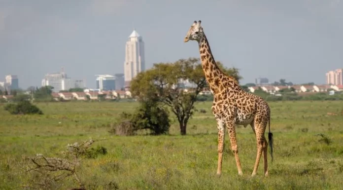 Best Places to Visit in Nairobi as A Tourist Best Places to Visit in Nairobi as A Tourist